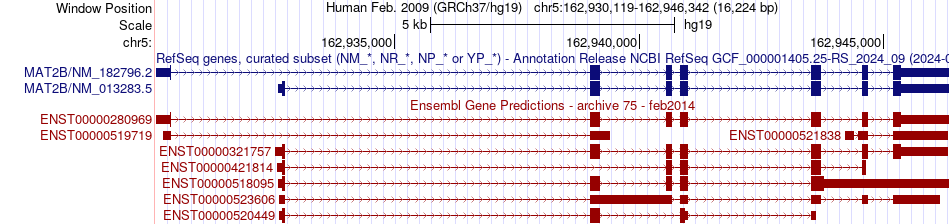gene isoform structure of MAT2B