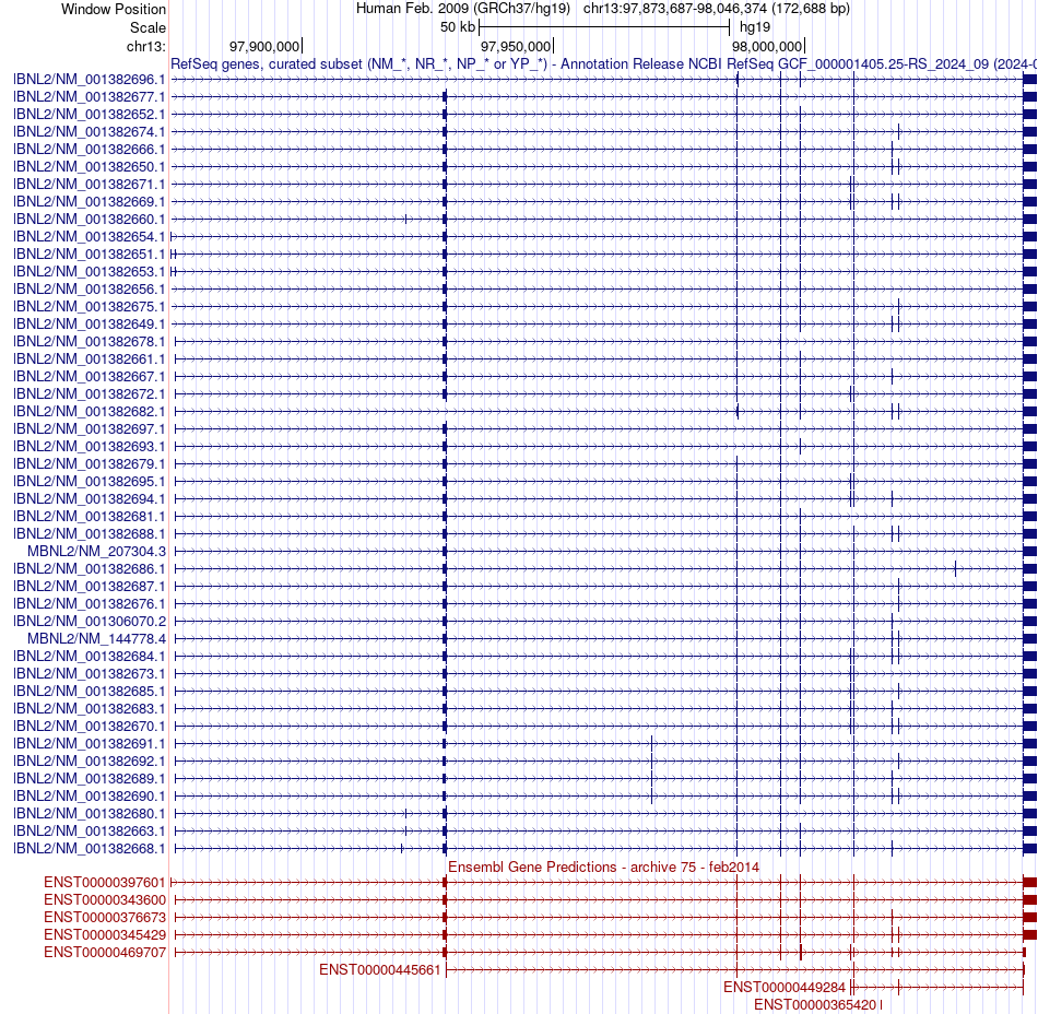gene isoform structure of MBNL2