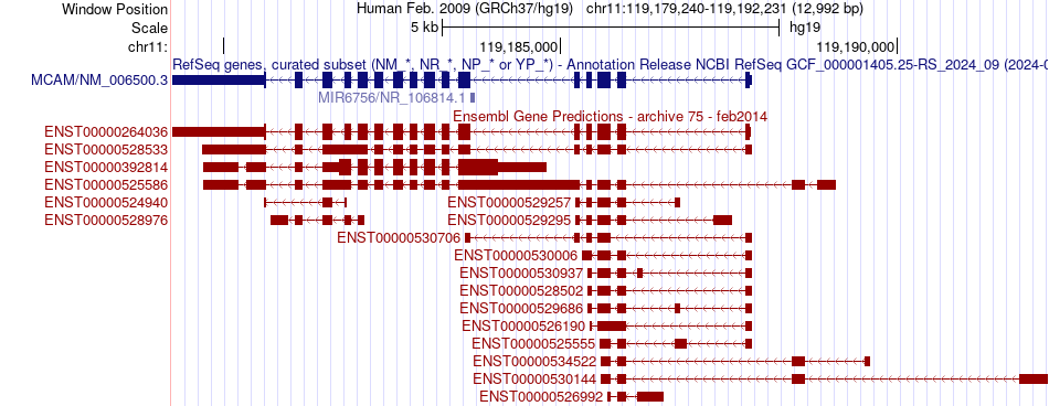 gene isoform structure of MCAM