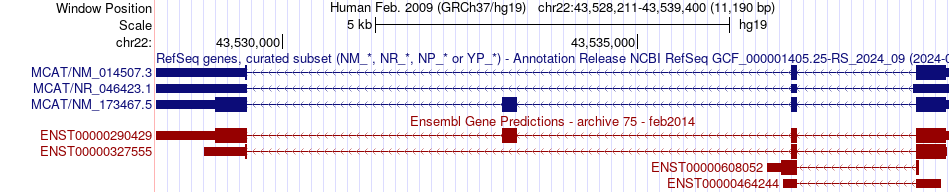 gene isoform structure of MCAT