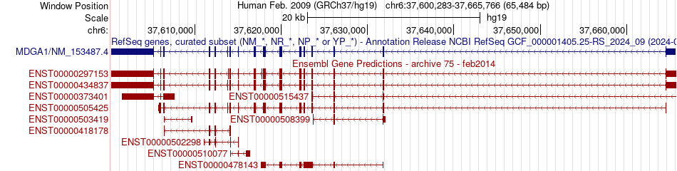 gene isoform structure of MDGA1