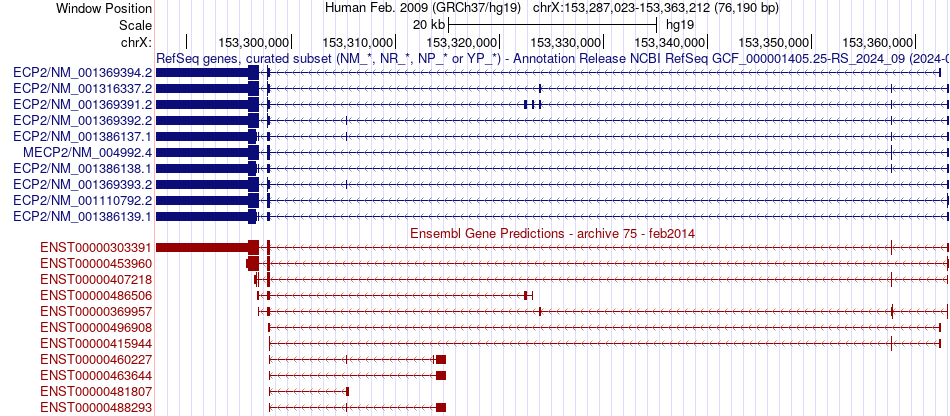 gene isoform structure of MECP2