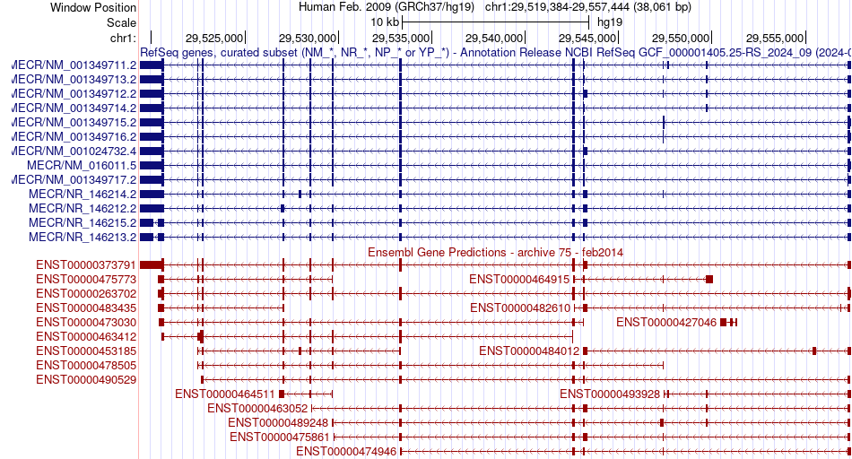 gene isoform structure of MECR