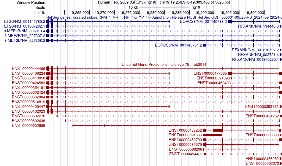gene isoform structure of MEF2B