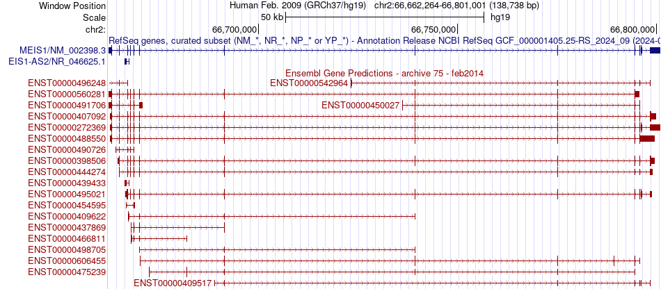 gene isoform structure of MEIS1