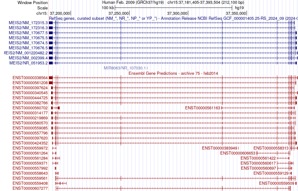 gene isoform structure of MEIS2