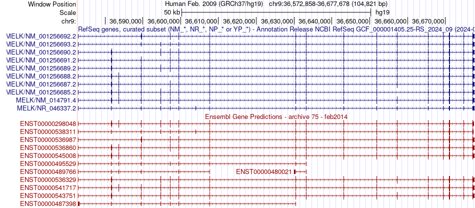 gene isoform structure of MELK