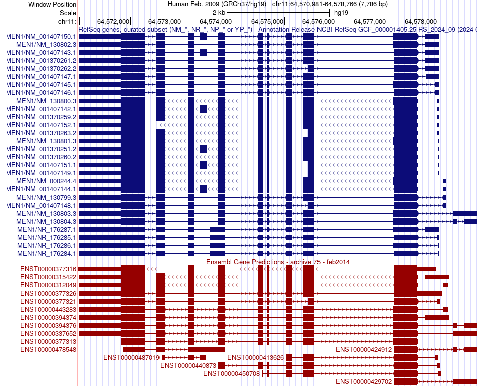 gene isoform structure of MEN1