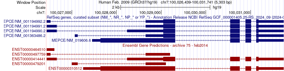 gene isoform structure of MEPCE