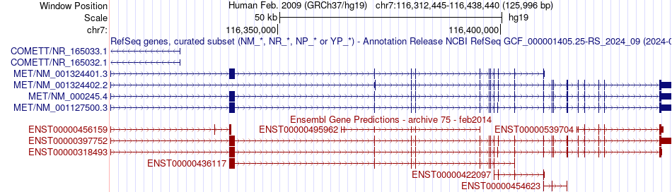 gene isoform structure of MET