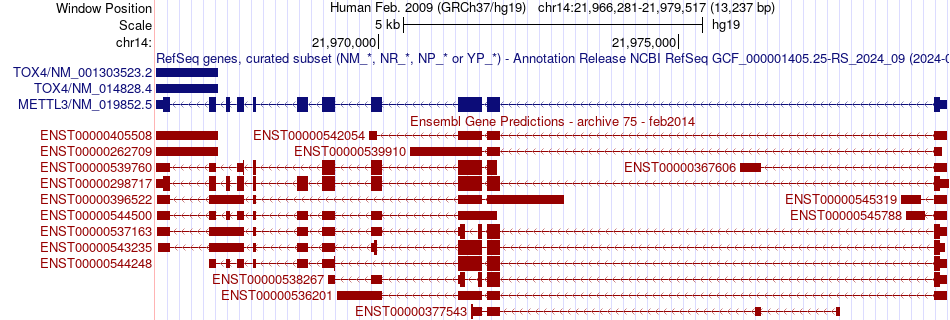 gene isoform structure of METTL3