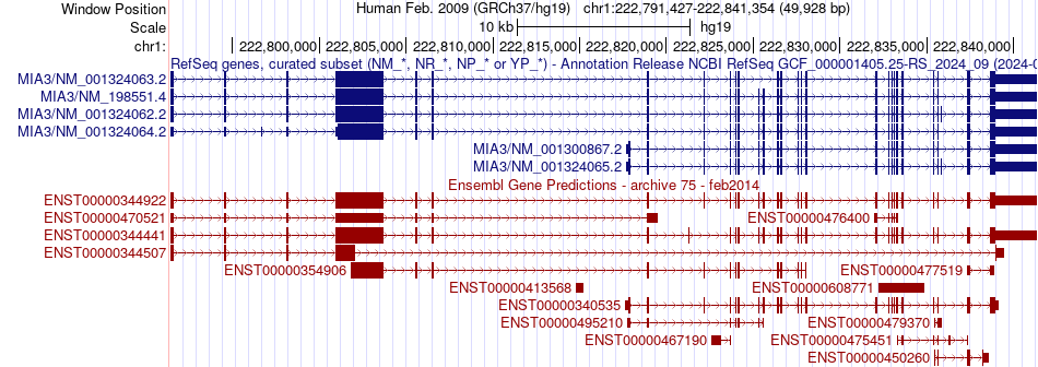 gene isoform structure of MIA3