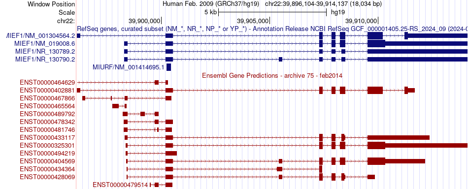 gene isoform structure of MIEF1