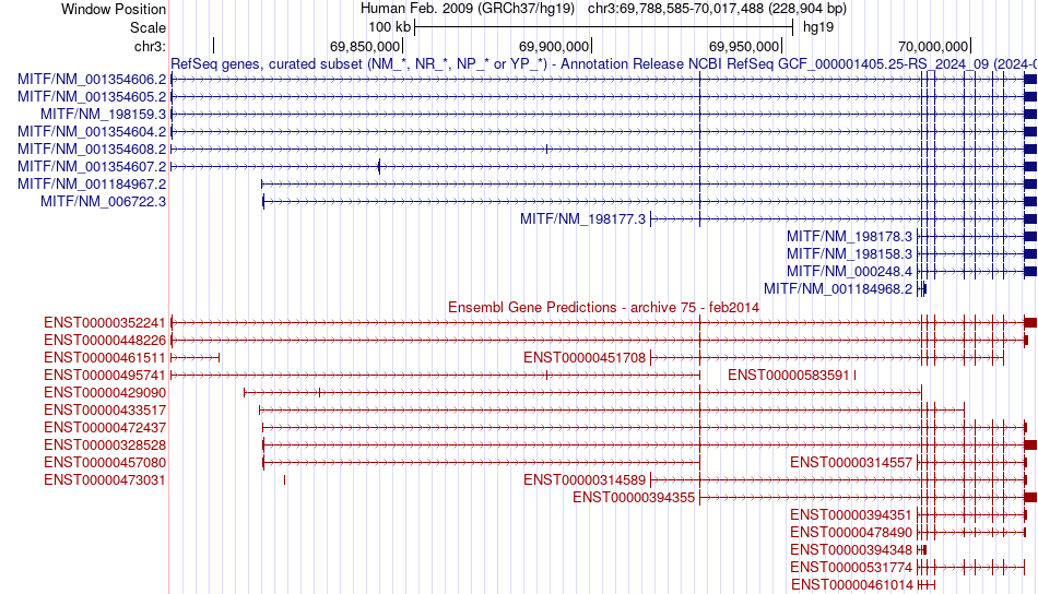 gene isoform structure of MITF