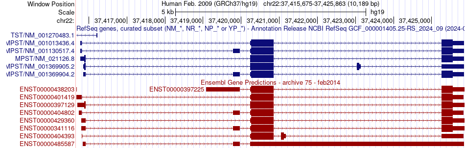 gene isoform structure of MPST