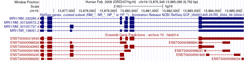 gene isoform structure of MRI1