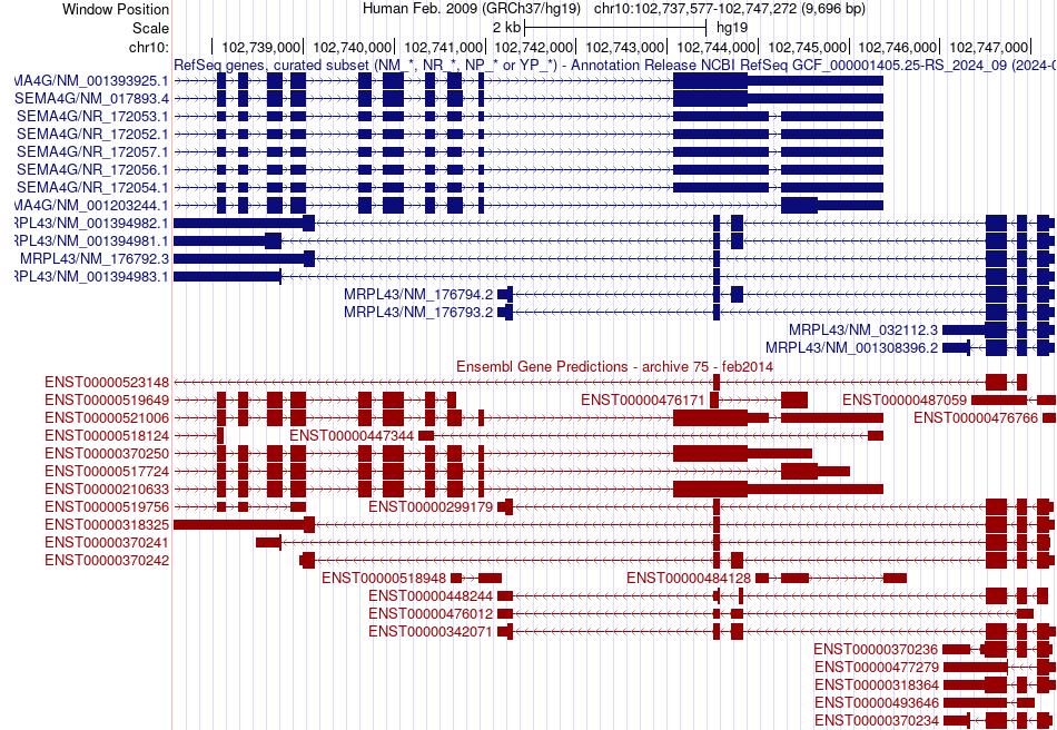 gene isoform structure of MRPL43