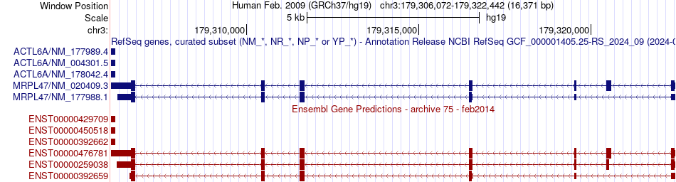 gene isoform structure of MRPL47