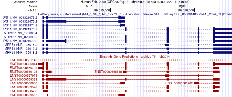 gene isoform structure of MRPS11