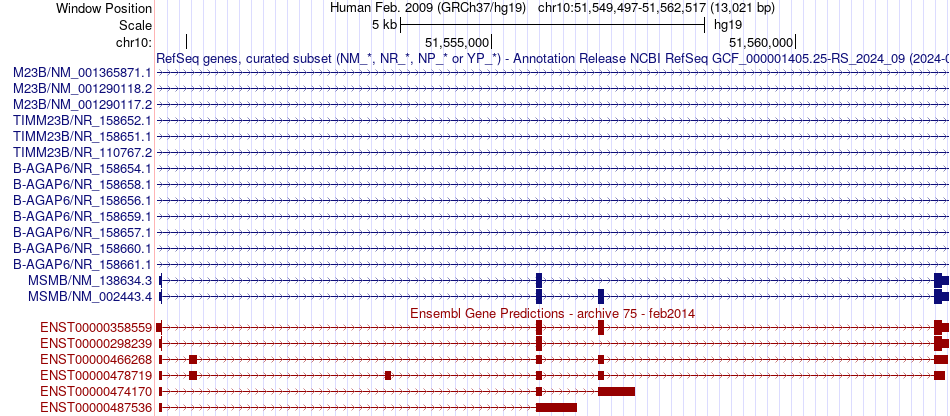 gene isoform structure of MSMB