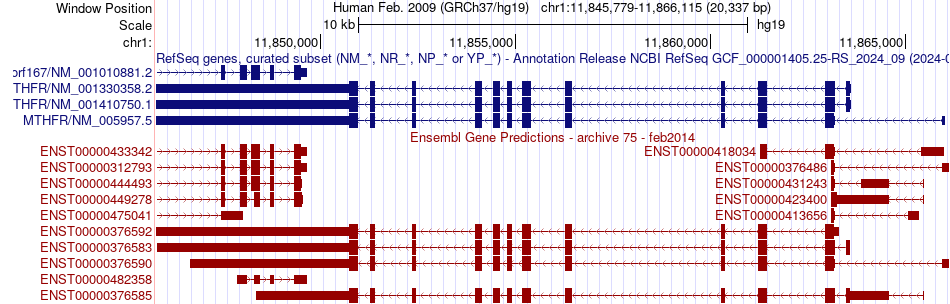 gene isoform structure of MTHFR