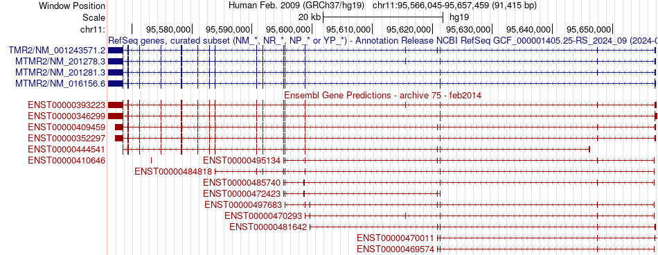 gene isoform structure of MTMR2