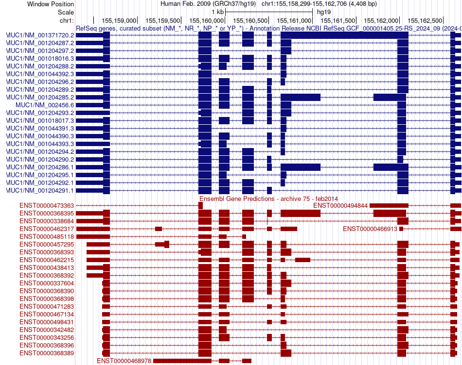 gene isoform structure of MUC1