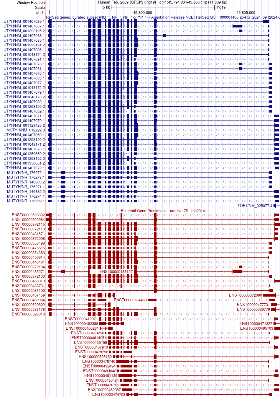 gene isoform structure of MUTYH