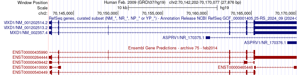 gene isoform structure of MXD1