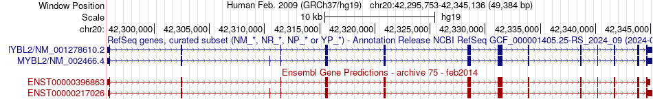 gene isoform structure of MYBL2