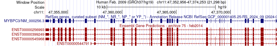 gene isoform structure of MYBPC3