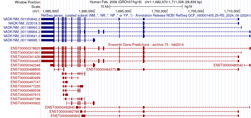 gene isoform structure of NADK