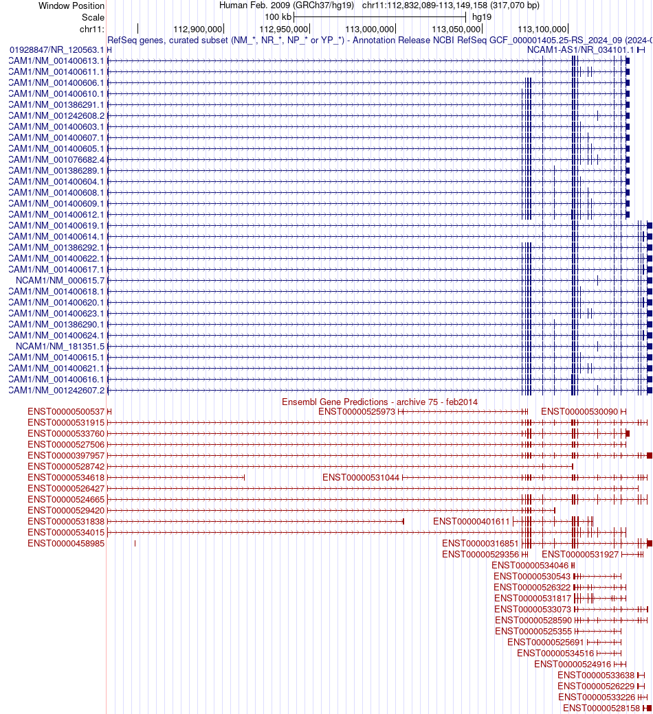gene isoform structure of NCAM1