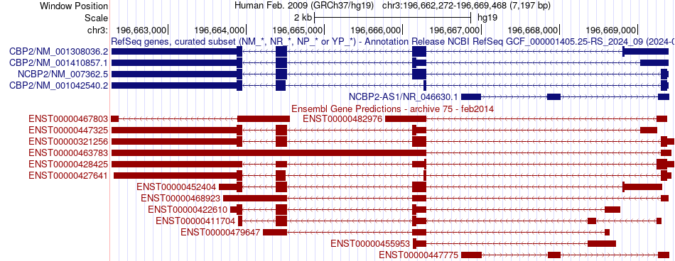 gene isoform structure of NCBP2
