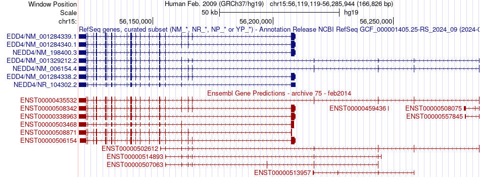 gene isoform structure of NEDD4