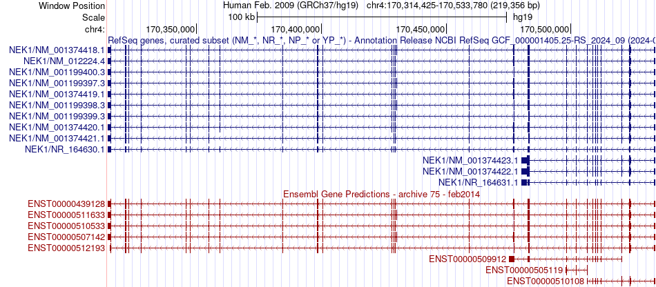 gene isoform structure of NEK1