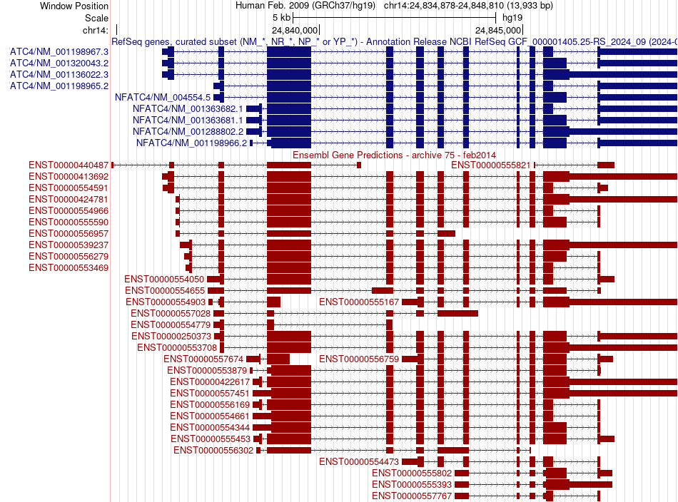 gene isoform structure of NFATC4