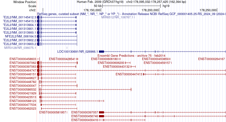 gene isoform structure of NFE2L2