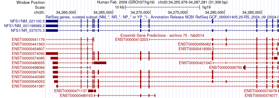 gene isoform structure of NFS1