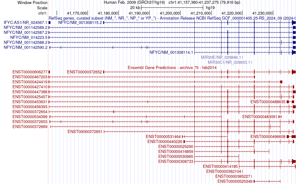 gene isoform structure of NFYC