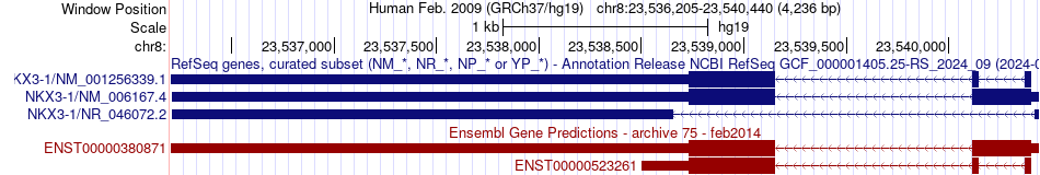 gene isoform structure of NKX3-1