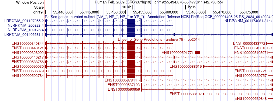 gene isoform structure of NLRP7