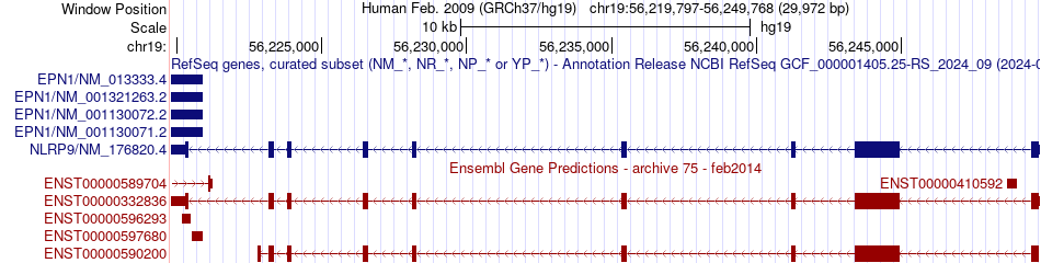 gene isoform structure of NLRP9