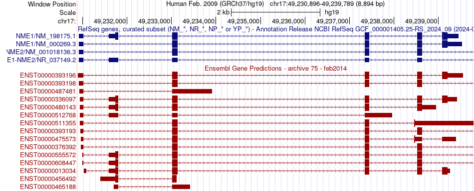 gene isoform structure of NME1