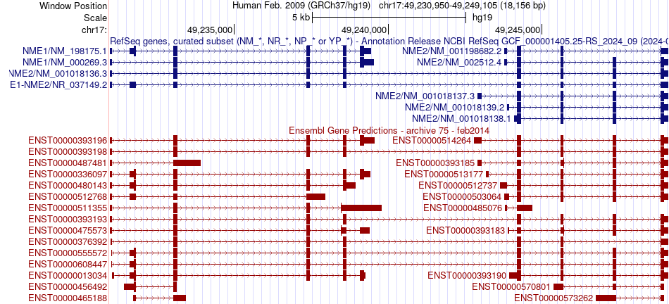 gene isoform structure of NME2