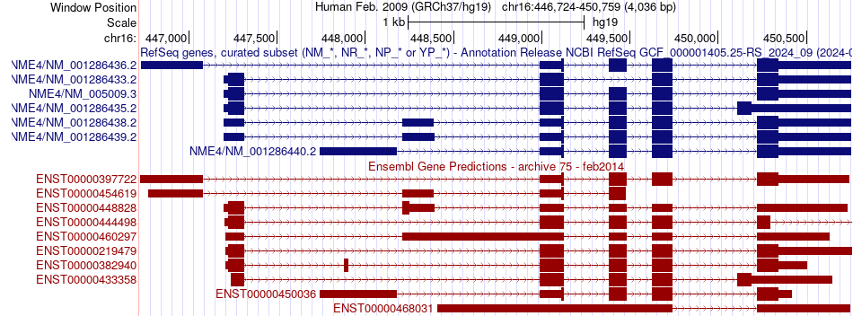 gene isoform structure of NME4