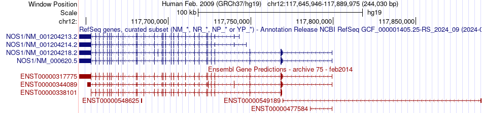 gene isoform structure of NOS1