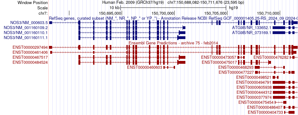 gene isoform structure of NOS3