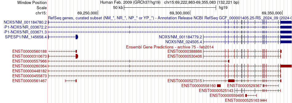gene isoform structure of NOX5
