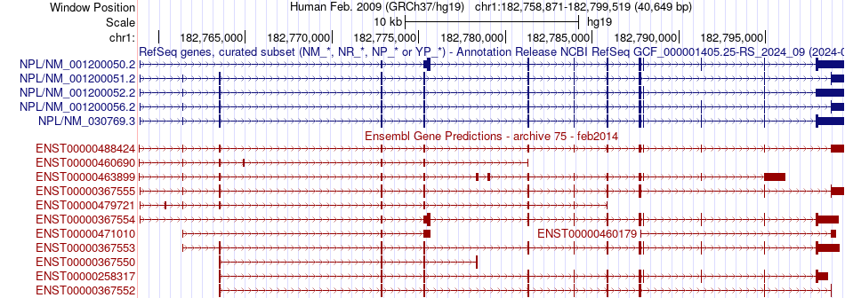 gene isoform structure of NPL